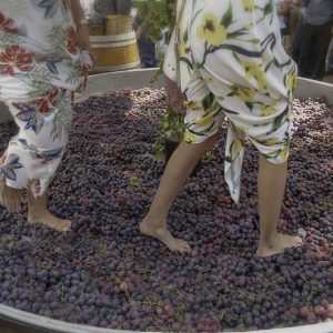 Nullam vestibulum ultrices sodales