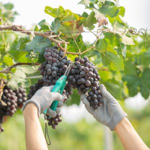 Praesent eros mi, rhoncus a convallis